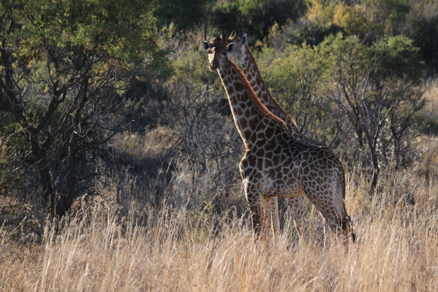 Commercial Property for Sale in Lekwena Wildlife Estate North West